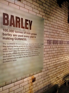 Barley, Guinness Factory, Dublin